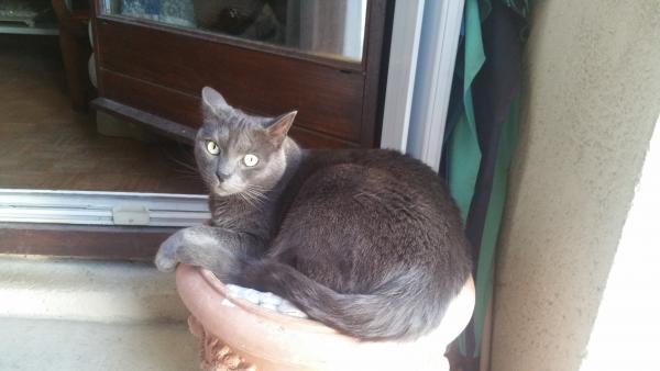 Photo de Berlioz