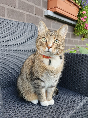 Photo de Romeo