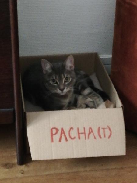 Photo de Pacha