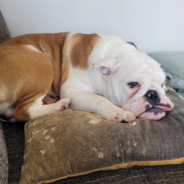 Photo de Watson
