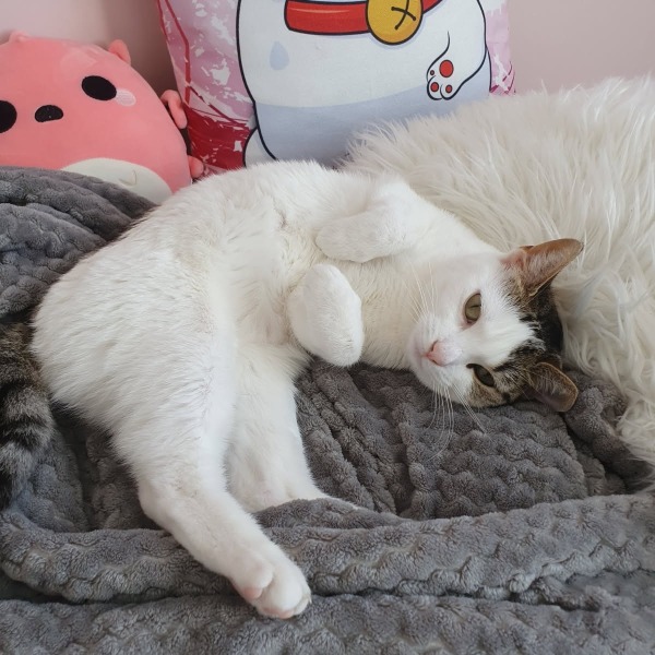 Nala