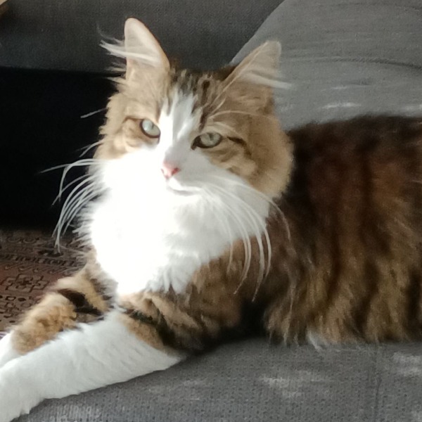 Simba