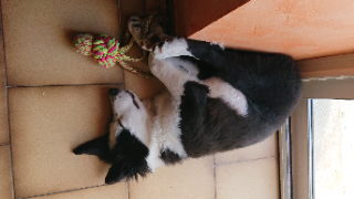 Photo de Casper