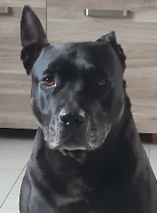 Photo de Milou