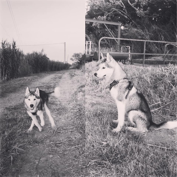 Photo de Amarok