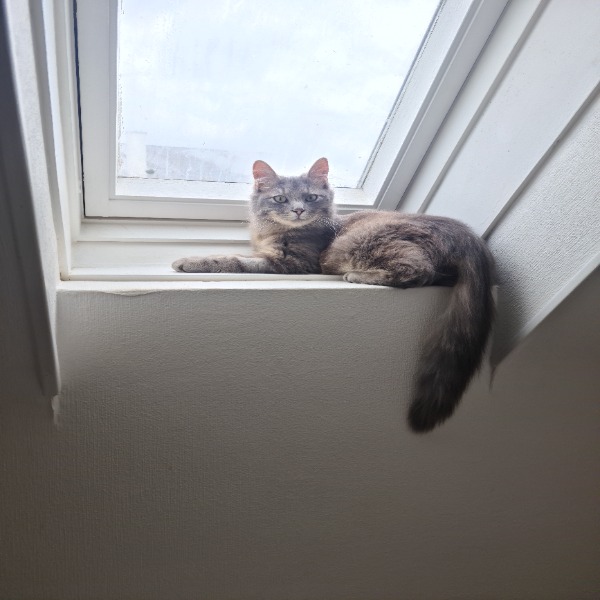 Photo de MUFASA