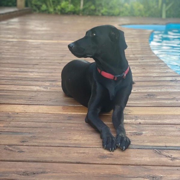 Photo de Cookie