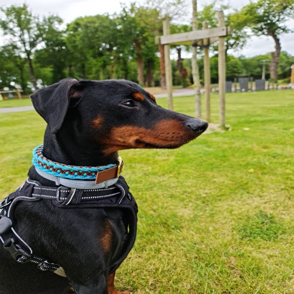 Photo de Pongo