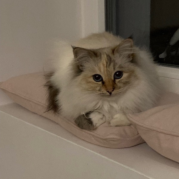 Photo de Sushi
