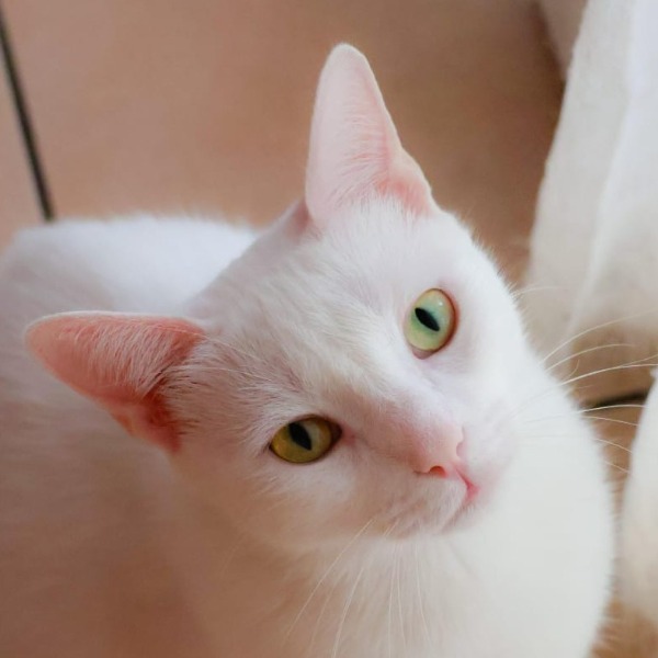 Photo de Mochi