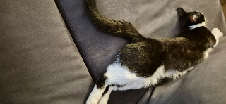 Photo de Oreo