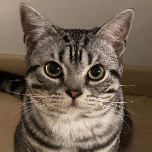 Photo de Yamato
