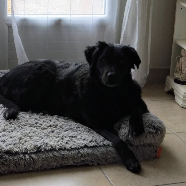 Photo de Simba