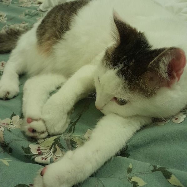 Photo de Papuche