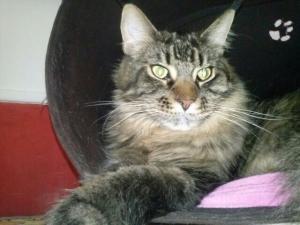 Photo de TURFAN