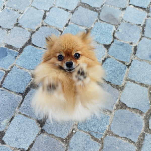 Photo de Rosy