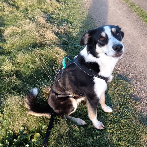 Tika