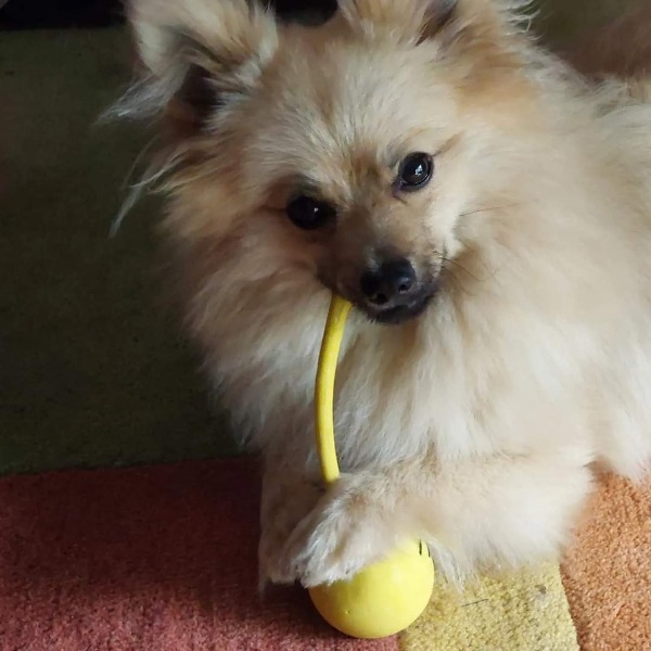 Tootsy