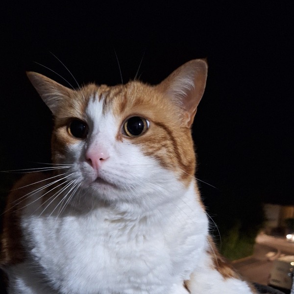 Tigrou
