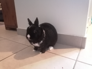 Photo de Lapin Newt