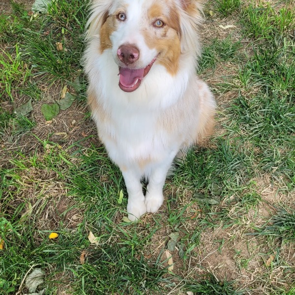 Vixie