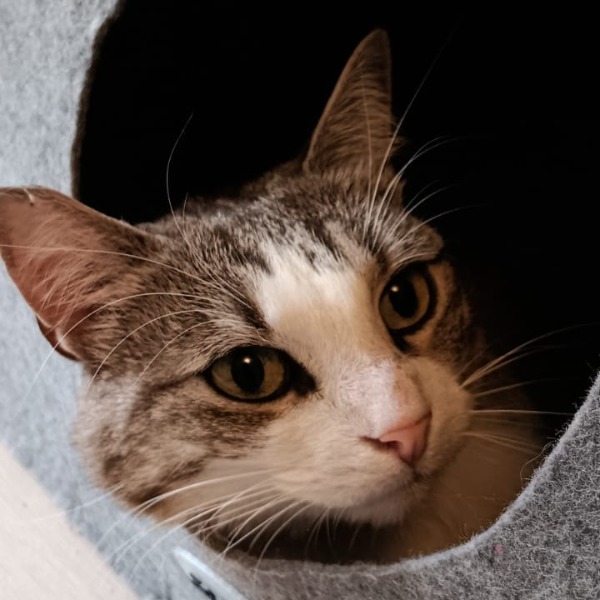 Kaypi
