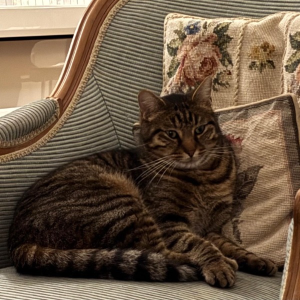 Photo de Margay
