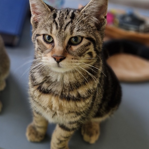 Photo de Nala