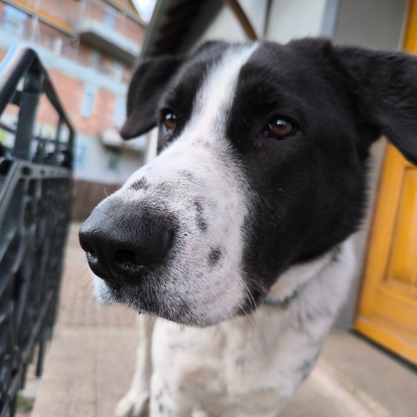 Photo de Snoopy