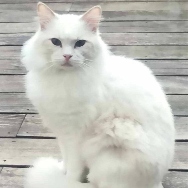 Tigrou