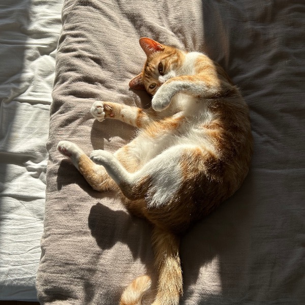 Suzette