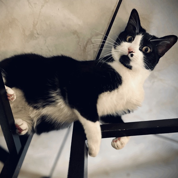 Photo de Hercule