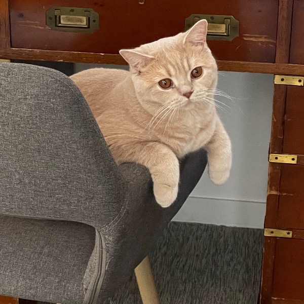 Kitty