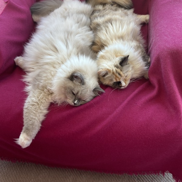 Photo de Sissi