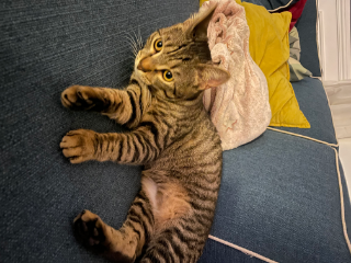 Photo de Trompette