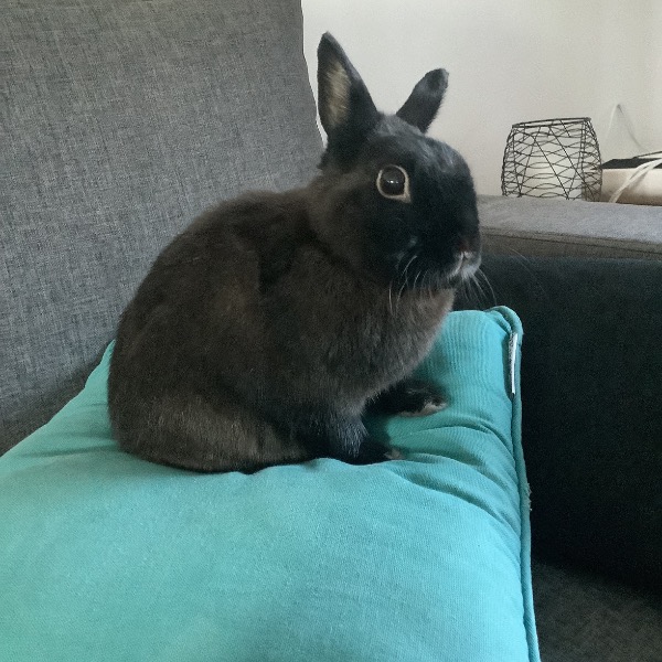 Django
