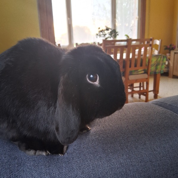 Photo de Blacky