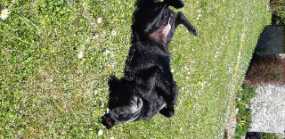 Photo de Kali