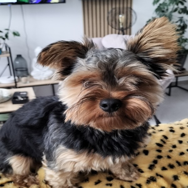 Charly