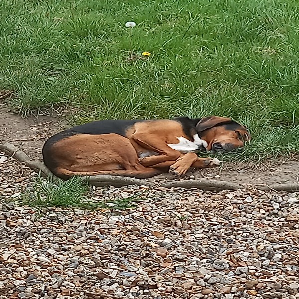 luna