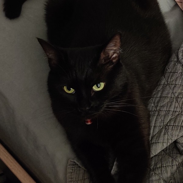 Navi