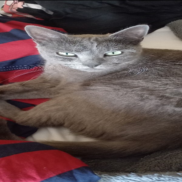 Photo de Luna