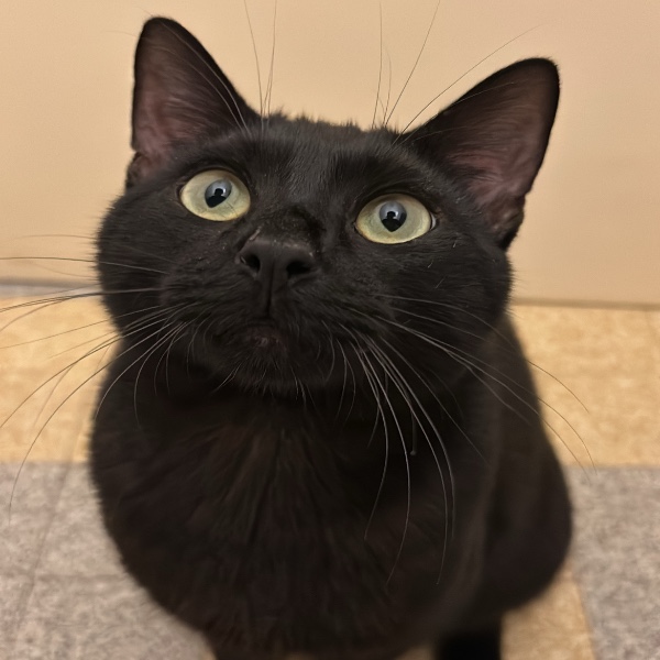 Kuro