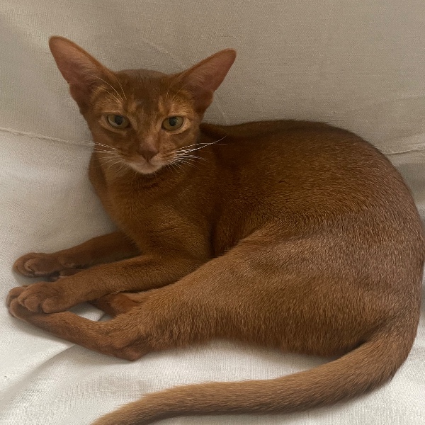 Photo de Zula