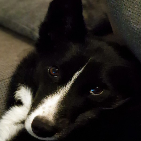 Kaïla