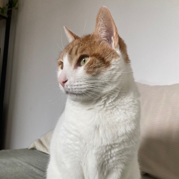 Photo de Mamba