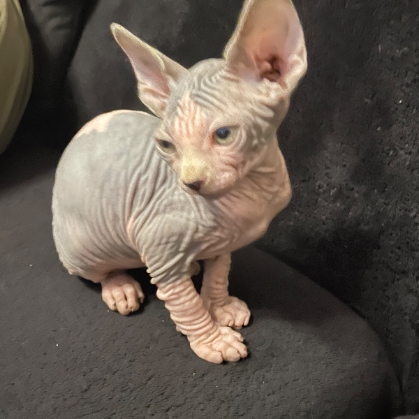 Photo de Onyx