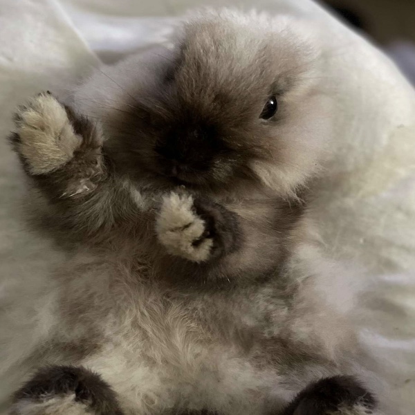 Panpan