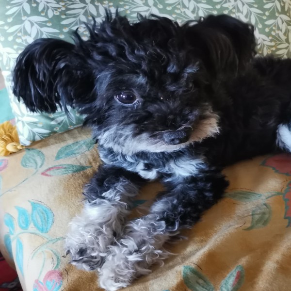 Suki