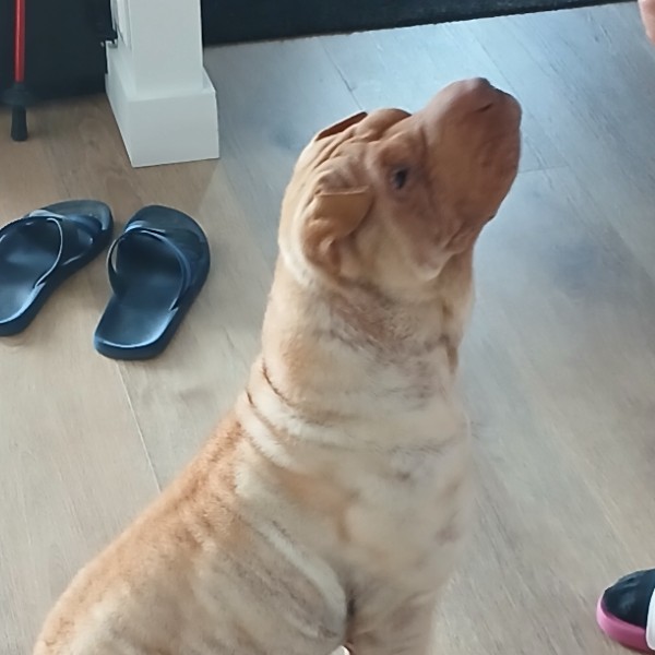 Photo de Reïko